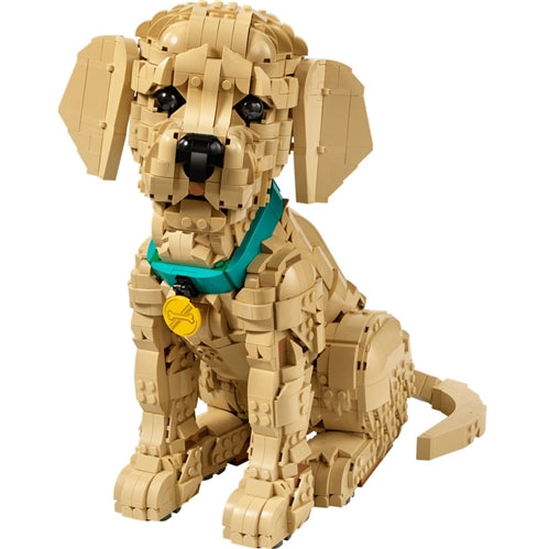 11384 Golden Retriever Puppy